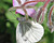 Photography reference: n°5454 <br> Rights-Managed Images <br> Please contact me for more information
